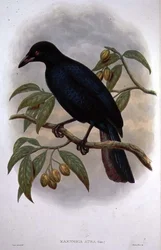 Manucode med glansig mantlad